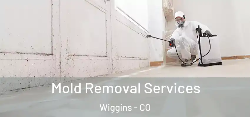 Mold Removal Services Wiggins - CO