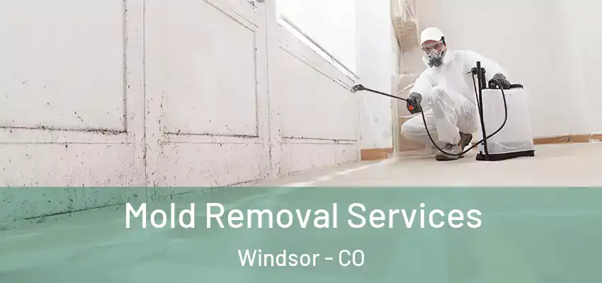 Mold Removal Services Windsor - CO