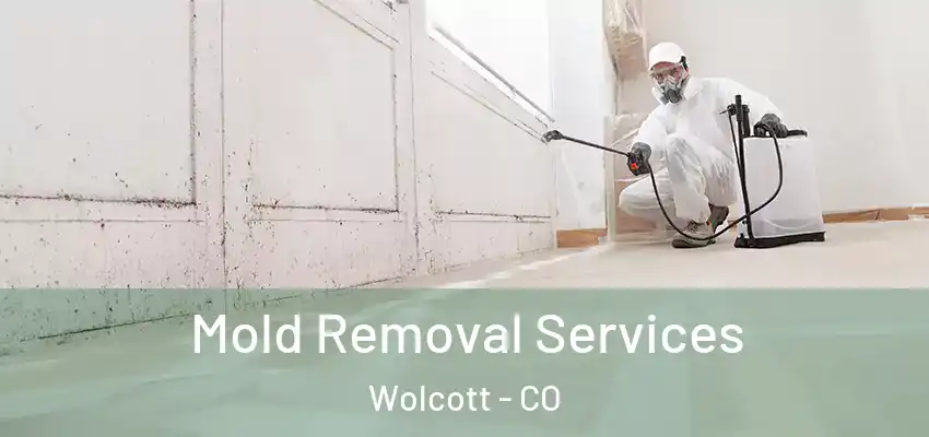 Mold Removal Services Wolcott - CO